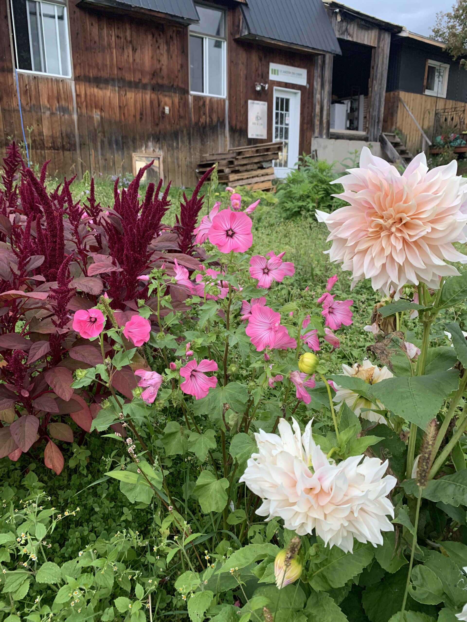 Fleurs devant le jardin des chefs