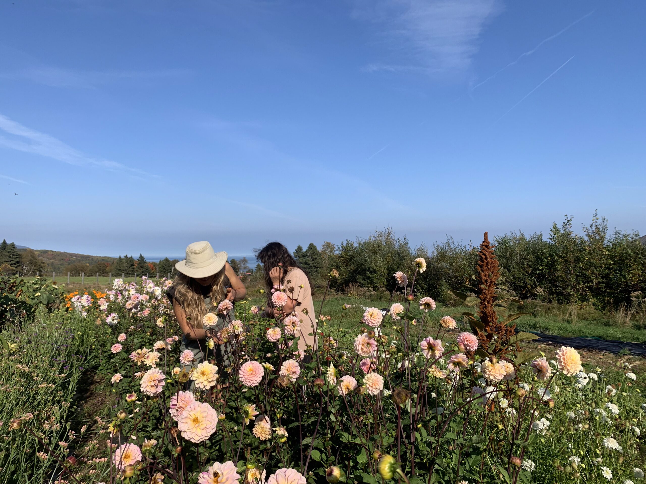 Deux personnes dans un champs de fleurs au jardin des chefs