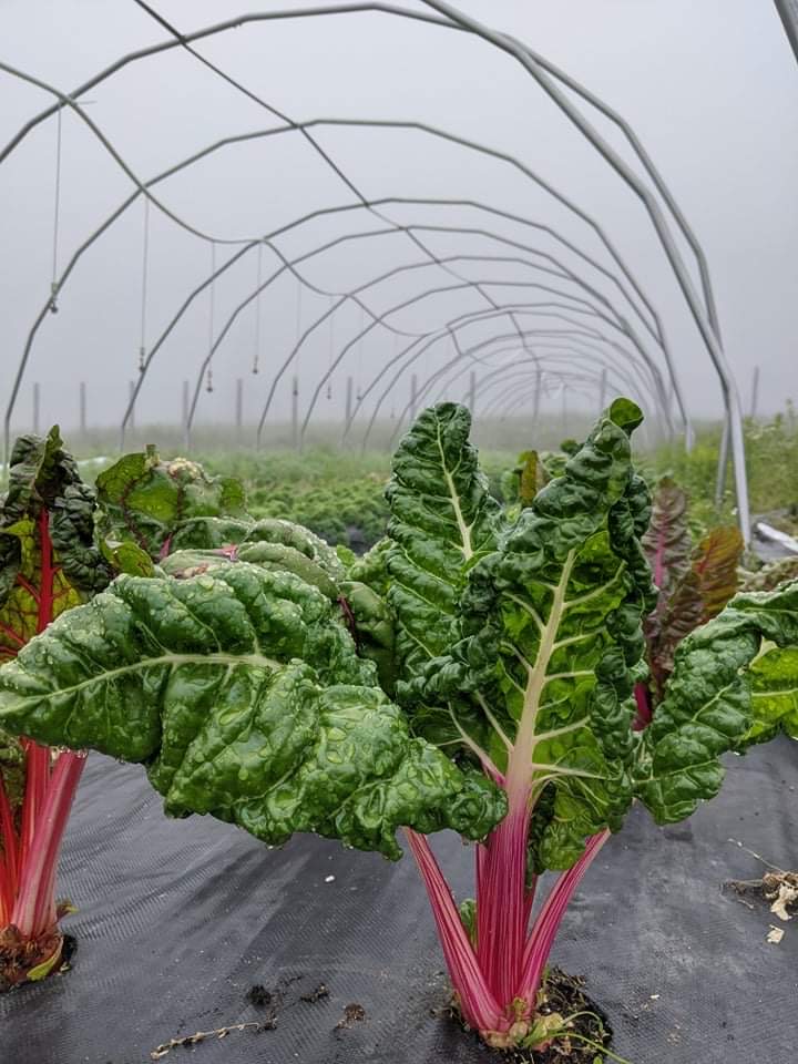 Bette à carde dans la serre du JDC